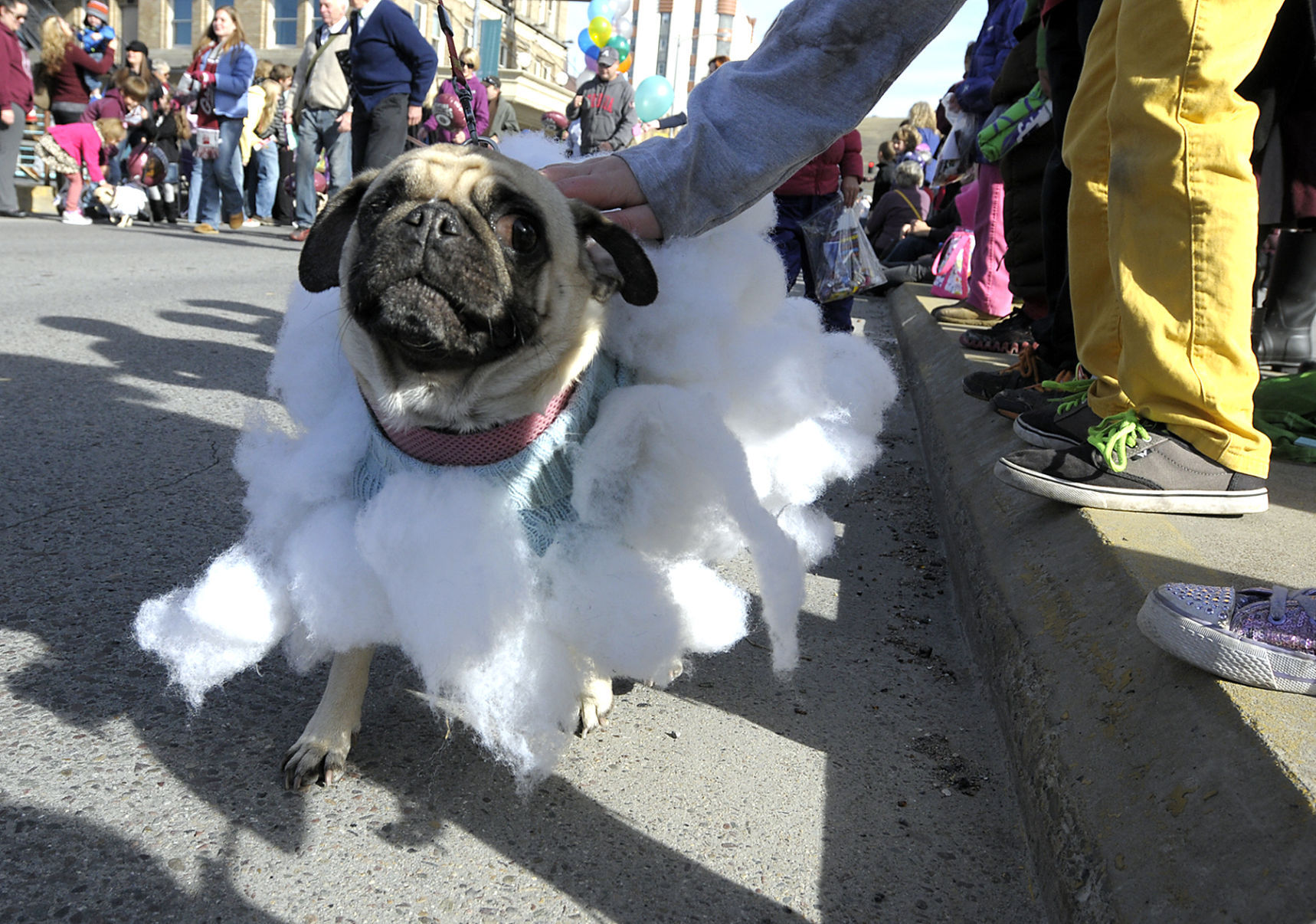 Parade dog